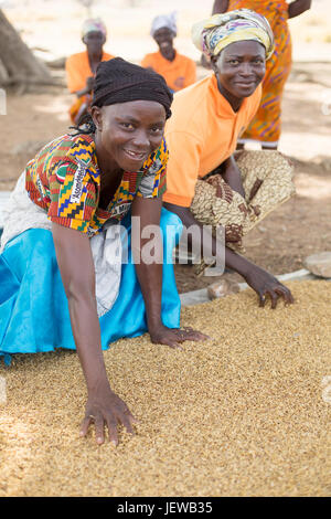 Une coopérative de femmes et les processus d parboils le riz comme une activité génératrice de revenus dans la région de l'Upper-East, au Ghana. Banque D'Images