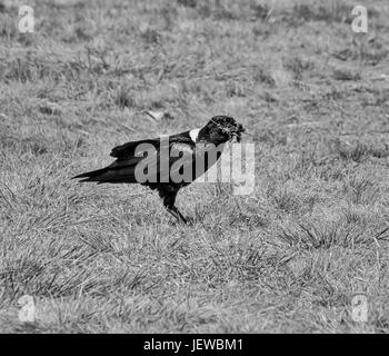 Un corbeau à cou blanc se nourrissant d'une carcasse d'antilope dans le sud de savane africaine Banque D'Images