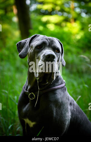 Magnifique Portrait de chien cane corso gris en Allemagne Banque D'Images