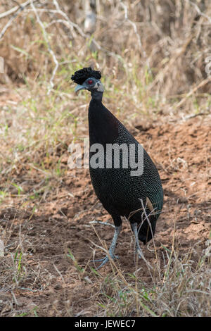 Pintade huppée, Mkhuze Game Reserve, Afrique du Sud Banque D'Images