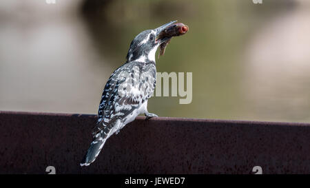 Pied Kingfisher mangeant un vairon, Kruger Park, Afrique du Sud Banque D'Images