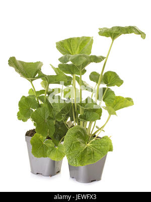 Alcea rosea plant in front of white background Banque D'Images