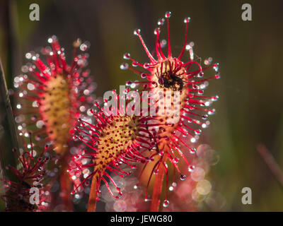 Spoonleaf ou oblongues-leaved Sundew (Drosera intermedia) avec des proies. Par rétro-éclairé de lumière naturelle Banque D'Images