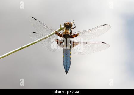 Top ou vue dorsale d'un homme célibataire à corps large Chaser dragonfly (Libellula depressa) suspendus ou accroché à une tige contre réflexion nuageux Banque D'Images