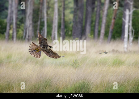 Image composite de la falcon (Falco subbuteo) battant chasse chasse empereur libellule l'inscription contre l'herbe des prairies boisées de pins des Landes Banque D'Images