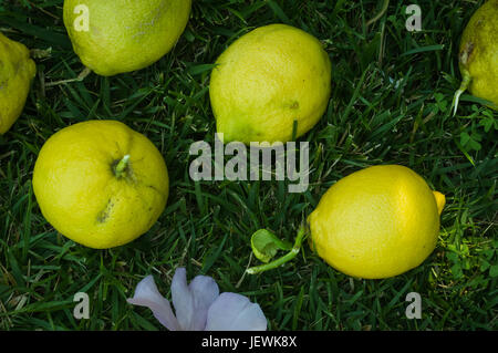 Les citrons récoltés dans une cour citronnier portant sur un patch d'herbe verte luxuriante Banque D'Images