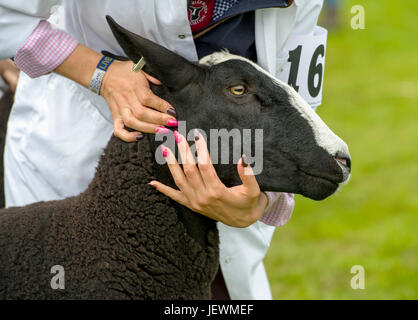 Close up of a Zwartbles moutons dans la bague de juger au Royal Highland Show, Ingliston, Édimbourg. Banque D'Images