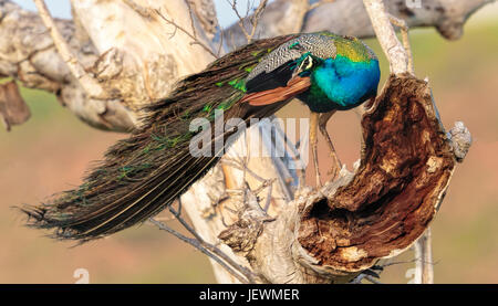 Un mâle paon (Pavo cristatus) perchées dans un arbre - Parc national de Yala - Sri Lanka Banque D'Images