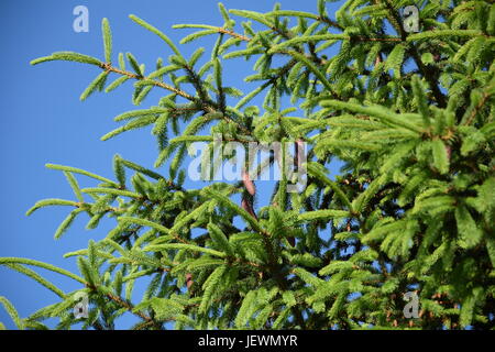 Produits frais ou de l'épinette de Norvège Picea abies avec cônes dans closeup Banque D'Images