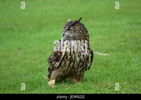 Eagle Owl - Scottish Deer Centre, Cupar, Fife, Scotland de Bow Banque D'Images