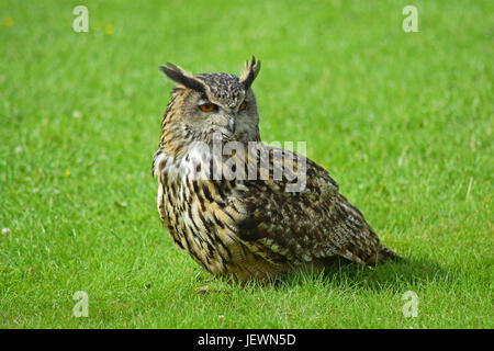 Eagle Owl - Scottish Deer Centre, Cupar, Fife, Scotland de Bow Banque D'Images