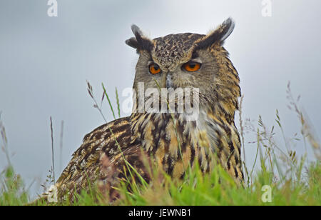 Eagle Owl - Scottish Deer Centre, Cupar, Fife, Scotland de Bow Banque D'Images