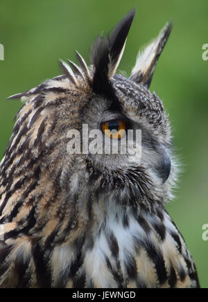 Eagle Owl - Scottish Deer Centre, Cupar, Fife, Scotland de Bow Banque D'Images