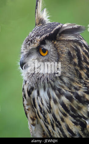 Eagle Owl - Scottish Deer Centre, Cupar, Fife, Scotland de Bow Banque D'Images