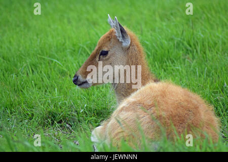 Le daim - Scottish Deer Centre, Cupar, Fife, Scotland de Bow Banque D'Images