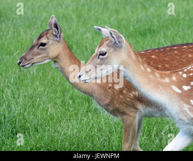 Le daim - Scottish Deer Centre, Cupar, Fife, Scotland de Bow Banque D'Images