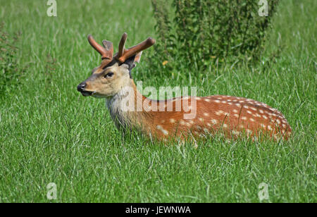 Le daim - Scottish Deer Centre, Cupar, Fife, Scotland de Bow Banque D'Images