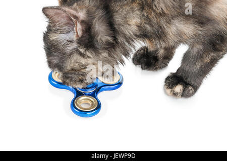 L'inhalation de Cat blue spinner gisant sur le sol, close-up, isolé sur fond blanc Banque D'Images