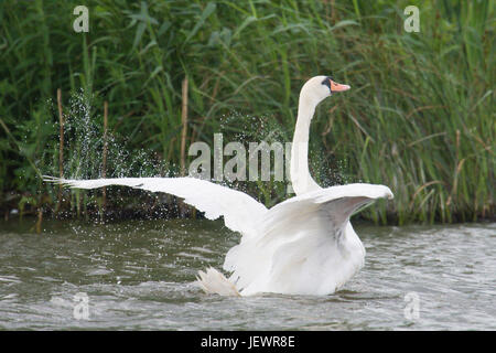 Cygne muet, Cygnus olor, baignade et s'étend ses ailes, Braydon Eau, Norfolk Broads, UK. De juin. Banque D'Images