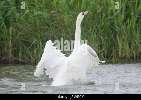 Cygne muet, Cygnus olor, baignade et s'étend ses ailes, Braydon Eau, Norfolk Broads, UK. De juin. Banque D'Images