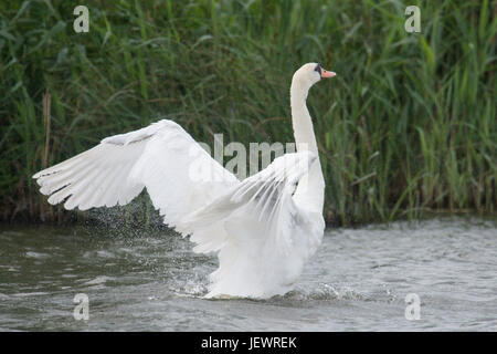 Cygne muet, Cygnus olor, baignade et s'étend ses ailes, Braydon Eau, Norfolk Broads, UK. De juin. Banque D'Images