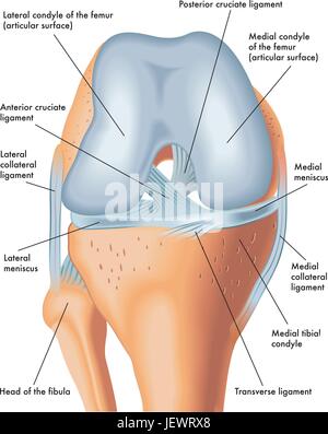 Ménisque, les genoux, les genoux, les jambes, le skeleton, la jambe, la cuisse, les articulations, l'anatomie, les os, Illustration de Vecteur