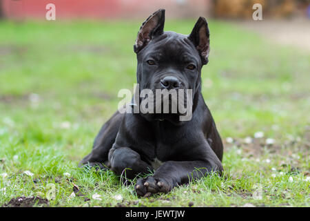 L'âge de chiot de 3 mois de la cane corso race de couleur noire se trouve sur l'herbe Banque D'Images