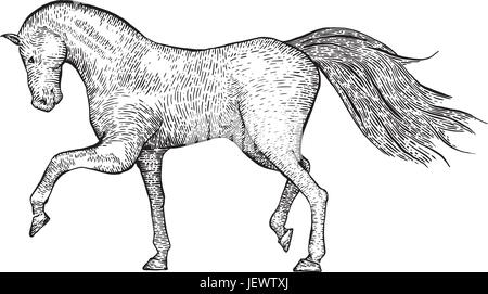 Isolés, cheval, vintage, illustration, vecteur, gravé, vieux, gravure, l'art, Illustration de Vecteur
