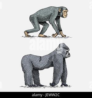 Gorille de montagne ou de l'ouest et le chimpanzé à la main, gravée d'animaux sauvages dans un style rétro ou vintage, zoologie série africaine Illustration de Vecteur