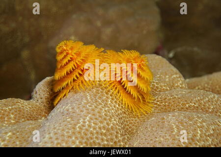 La vie marine sous un arbre de Noël worm, Spirobranchus giganteus, fixés sur les lobes, Bora Bora, l'océan Pacifique, Polynésie Française Banque D'Images