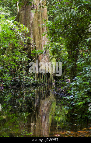 Scène de la forêt avec l'arbre immense et les racines dans l'eau Banque D'Images