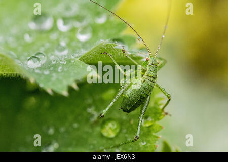 Mousehole, Cornwall, UK. 28 juin 2017. Météo britannique. Pluie douce dans le sud ouest de Cornwall aujourd'hui. On voit ici un bush mouchetée cricket sur un Alchemilla mollis plante. L'Alchemilla, communément appelé Ladys manteau, expose une propriété appelée superhydrophobia où l'eau forme comme globlets sur c'est les feuilles. Crédit : Simon Maycock/Alamy Live News Banque D'Images