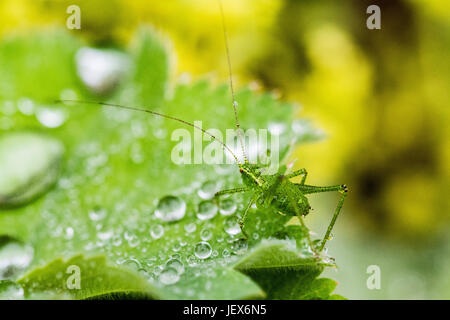 Mousehole, Cornwall, UK. 28 juin 2017. Météo britannique. Pluie douce dans le sud ouest de Cornwall aujourd'hui. On voit ici un bush mouchetée cricket sur un Alchemilla mollis plante. L'Alchemilla, communément appelé Ladys manteau, expose une propriété appelée superhydrophobia où l'eau forme comme globlets sur c'est les feuilles. Crédit : Simon Maycock/Alamy Live News Banque D'Images