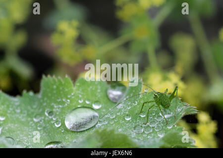 Mousehole, Cornwall, UK. 28 juin 2017. Météo britannique. Pluie douce dans le sud ouest de Cornwall aujourd'hui. On voit ici un bush mouchetée cricket sur un Alchemilla mollis plante. L'Alchemilla, communément appelé Ladys manteau, expose une propriété appelée superhydrophobia où l'eau forme comme globlets sur c'est les feuilles. Crédit : Simon Maycock/Alamy Live News Banque D'Images