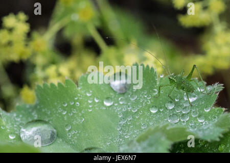 Mousehole, Cornwall, UK. 28 juin 2017. Météo britannique. Pluie douce dans le sud ouest de Cornwall aujourd'hui. On voit ici un bush mouchetée cricket sur un Alchemilla mollis plante. L'Alchemilla, communément appelé Ladys manteau, expose une propriété appelée superhydrophobia où l'eau forme comme globlets sur c'est les feuilles. Crédit : Simon Maycock/Alamy Live News Banque D'Images