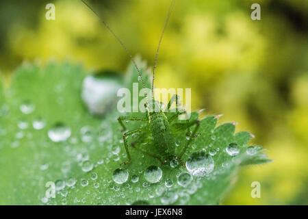 Mousehole, Cornwall, UK. 28 juin 2017. Météo britannique. Pluie douce dans le sud ouest de Cornwall aujourd'hui. On voit ici un bush mouchetée cricket sur un Alchemilla mollis plante. L'Alchemilla, communément appelé Ladys manteau, expose une propriété appelée superhydrophobia où l'eau forme comme globlets sur c'est les feuilles. Crédit : Simon Maycock/Alamy Live News Banque D'Images