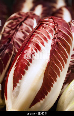 Le radicchio Rosso di Treviso rouge, close-up Banque D'Images