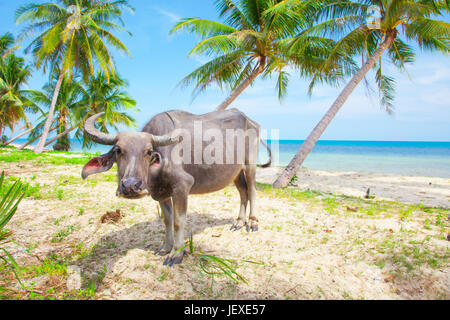 Vache sur belle plage tropicale Banque D'Images