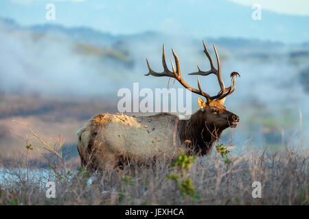 Tule elk bull Cervus canadensis nannodes à point Reyes National Seashore, Etats-Unis Banque D'Images