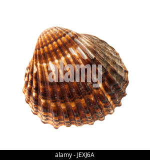 Un brown cockle seashell isolé sur fond blanc, libre. Banque D'Images