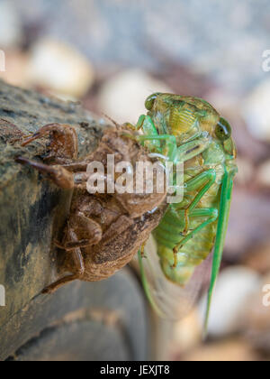 Photo gros plan vertical de couleur vert vif nouvellement cicada sont sortis de leur exosquelette nymphe marron Banque D'Images