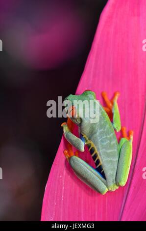 Une grenouille arboricole aux yeux rouges, agalychnis callidryas, repose sur une feuille au Parc National de Tortuguero. Banque D'Images