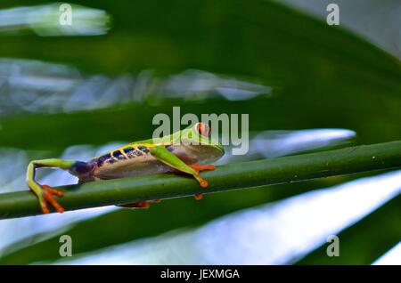 Une grenouille arboricole aux yeux rouges, agalychnis callidryas, repose sur une feuille au Parc National de Tortuguero. Banque D'Images