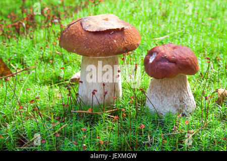 Champignons Porcini (Boletus edulis) Banque D'Images