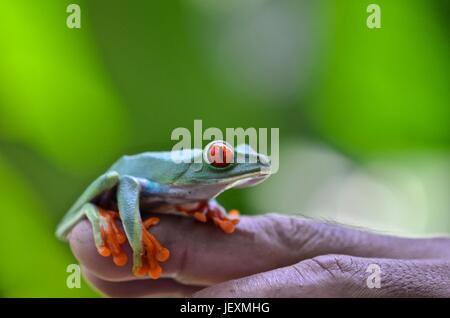 Une grenouille arboricole aux yeux rouges, agalychnis callidryas, repose sur une main à Parc National de Tortuguero. Banque D'Images