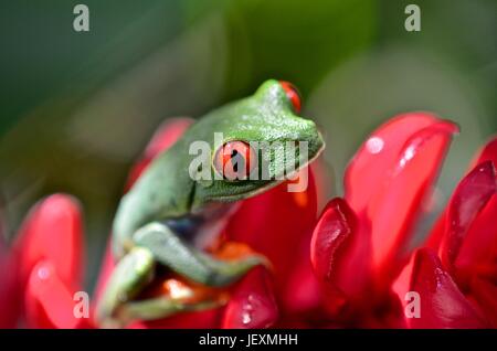 Une grenouille arboricole aux yeux rouges, agalychnis callidryas, repose sur une fleur au Parc National de Tortuguero. Banque D'Images