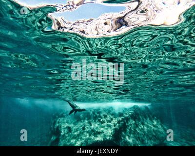 Un lion de mer de Californie, Zalophus californianus, nage dans les eaux au large de couple sitting in Beach chairs. Banque D'Images