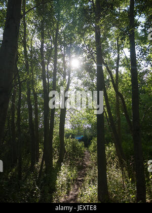 Un soleil flare piquer à travers les branches des arbres et les feuilles sous le soleil d'été Banque D'Images