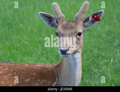 Le daim - Scottish Deer Centre, Cupar, Fife, Scotland de Bow Banque D'Images