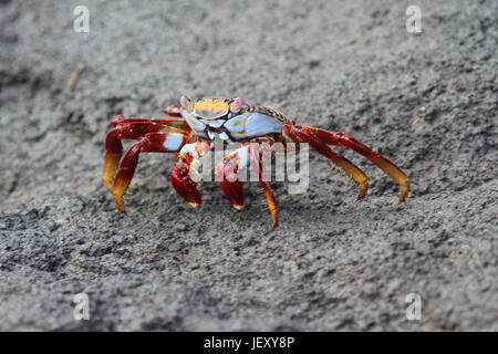 Sally Lightfoot crab Banque D'Images